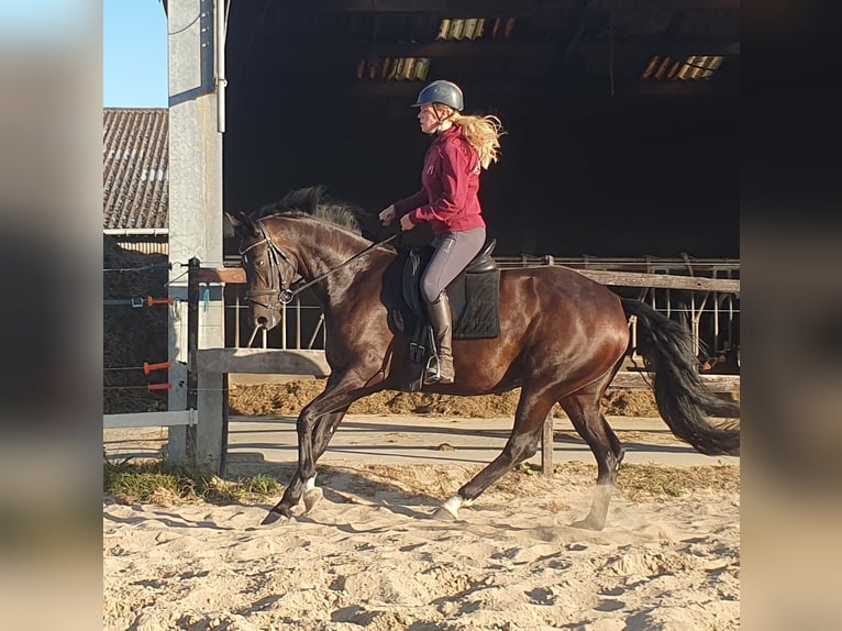 Hannoveraner Stute 6 Jahre 167 cm Dunkelbrauner in Weelde