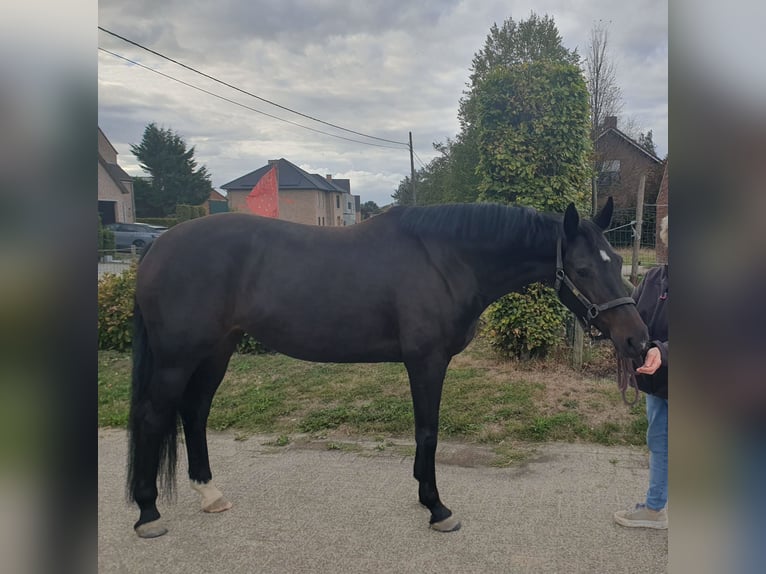 Hannoveraner Stute 6 Jahre 167 cm Dunkelbrauner in Weelde