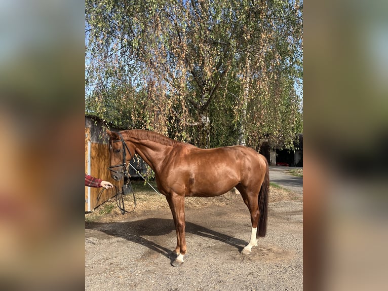 Hannoveraner Stute 6 Jahre 167 cm Fuchs in Edingen-Neckarhausen