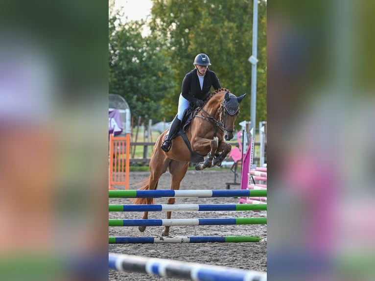 Hannoveraner Stute 6 Jahre 167 cm Fuchs in Moormerland