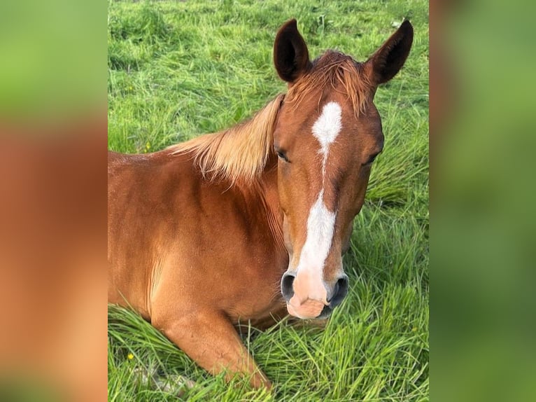 Hannoveraner Stute 6 Jahre 167 cm Fuchs in Saarmund