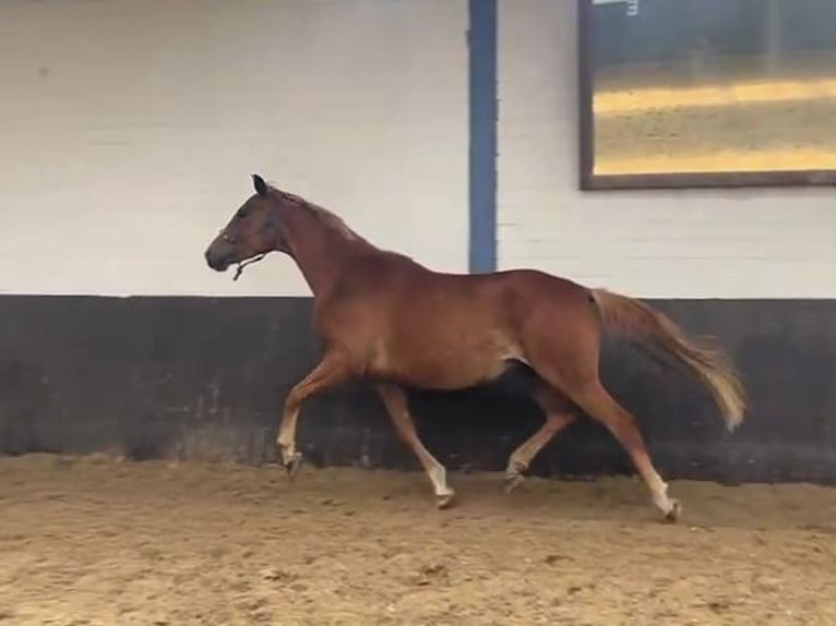 Hannoveraner Stute 6 Jahre 167 cm Fuchs in Saarmund