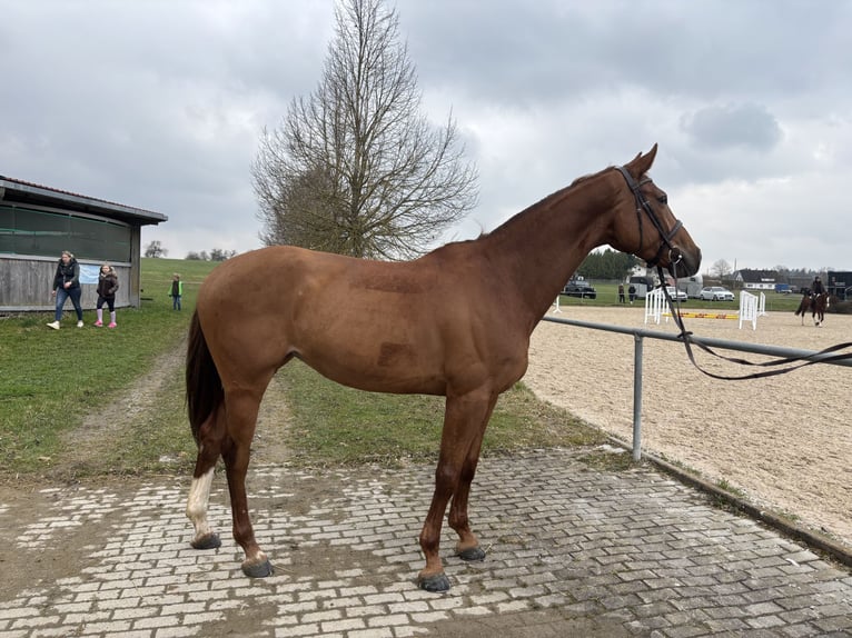 Hannoveraner Stute 6 Jahre 167 cm Fuchs in Epfendorf