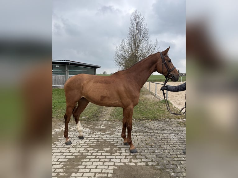 Hannoveraner Stute 6 Jahre 167 cm Fuchs in Epfendorf