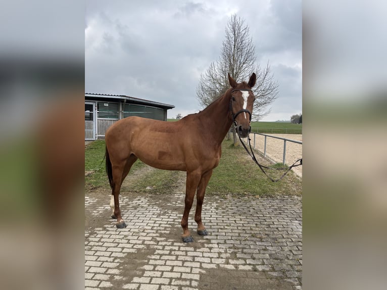 Hannoveraner Stute 6 Jahre 167 cm Fuchs in Epfendorf