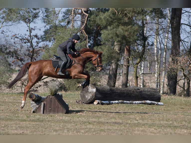 Hannoveraner Stute 6 Jahre 167 cm Fuchs in Gorleben Meetschow