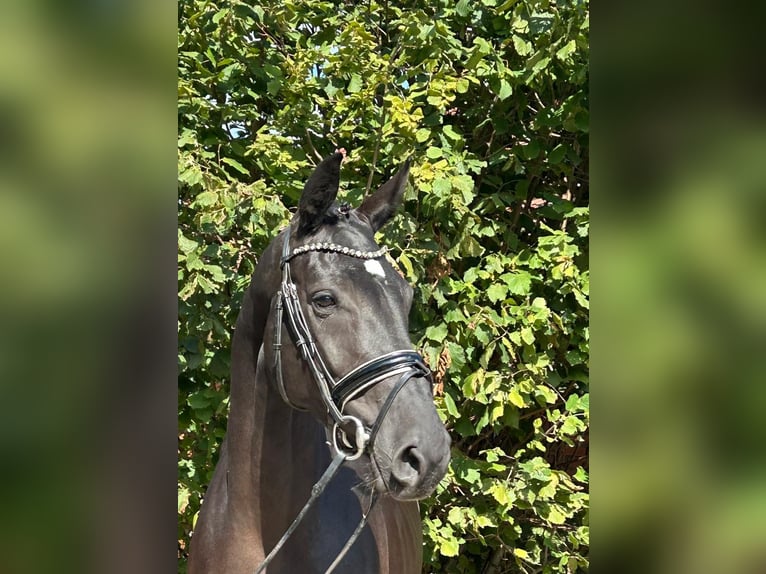 Hannoveraner Stute 6 Jahre 167 cm Rappe in Balge