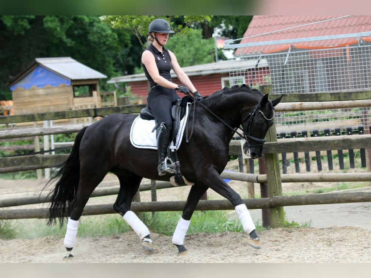 Hannoveraner Stute 6 Jahre 167 cm Rappe in Wingst