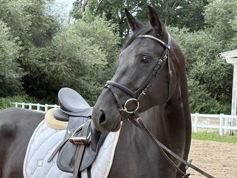 Hannoveraner Stute 6 Jahre 167 cm Rappe in Verden (Aller)