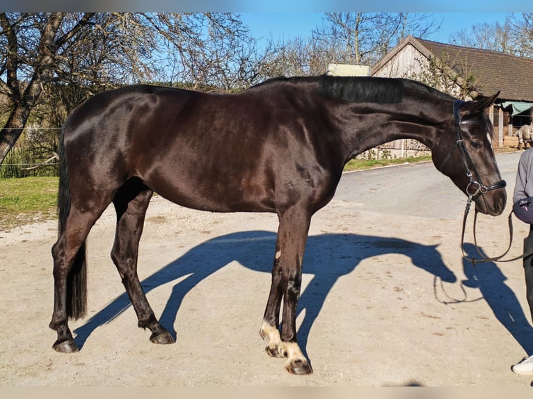 Hannoveraner Stute 6 Jahre 167 cm Rappe in Gerolsbach