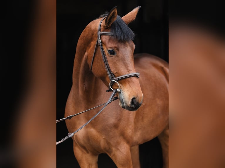 Hannoveraner Stute 6 Jahre 167 cm Rotbrauner in Duszniki