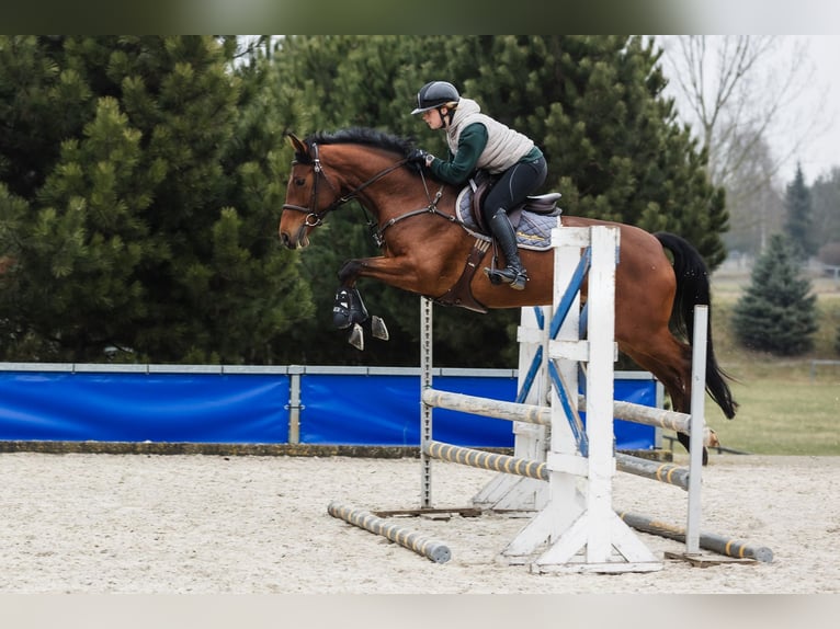 Hannoveraner Stute 6 Jahre 167 cm Rotbrauner in Duszniki