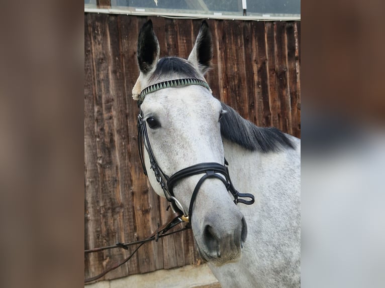 Hannoveraner Stute 6 Jahre 167 cm Schimmel in Mannheim