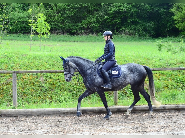 Hannoveraner Stute 6 Jahre 167 cm Schimmel in Wellheim