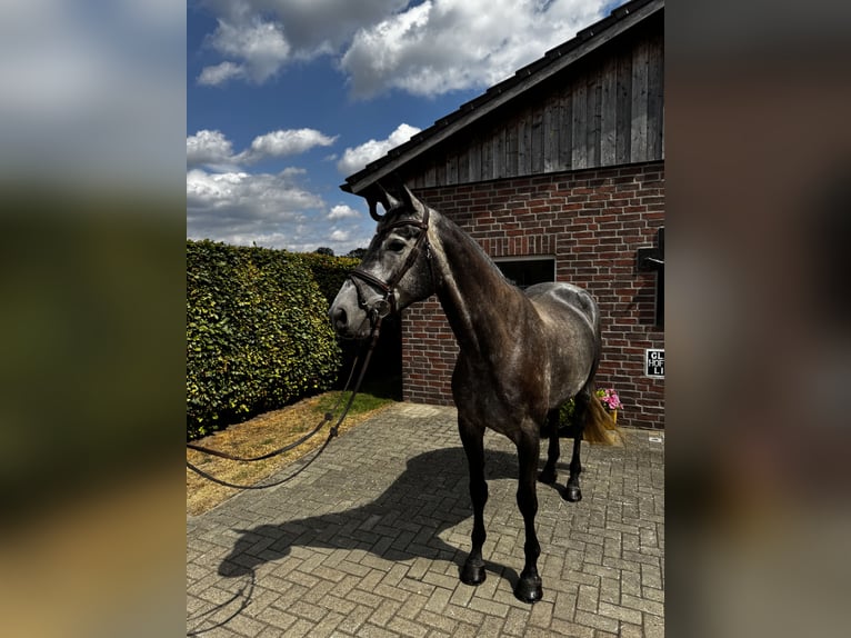 Hannoveraner Stute 6 Jahre 167 cm Schimmel in Bawinkel