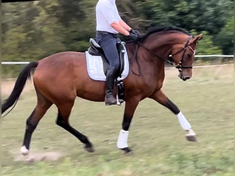 Hannoveraner Stute 6 Jahre 168 cm Brauner in Ludwigslust