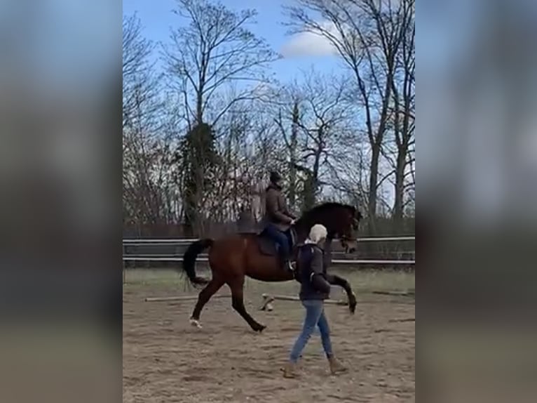 Hannoveraner Stute 6 Jahre 168 cm Brauner in Ludwigslust