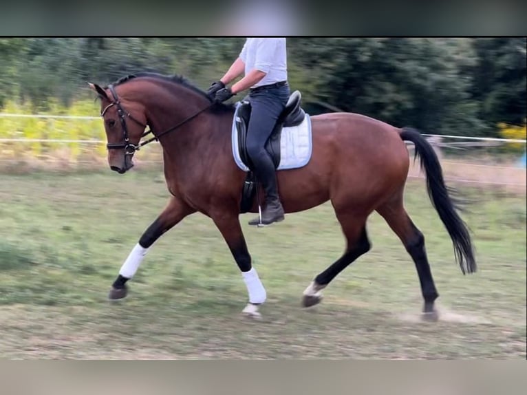 Hannoveraner Stute 6 Jahre 168 cm Brauner in Ludwigslust