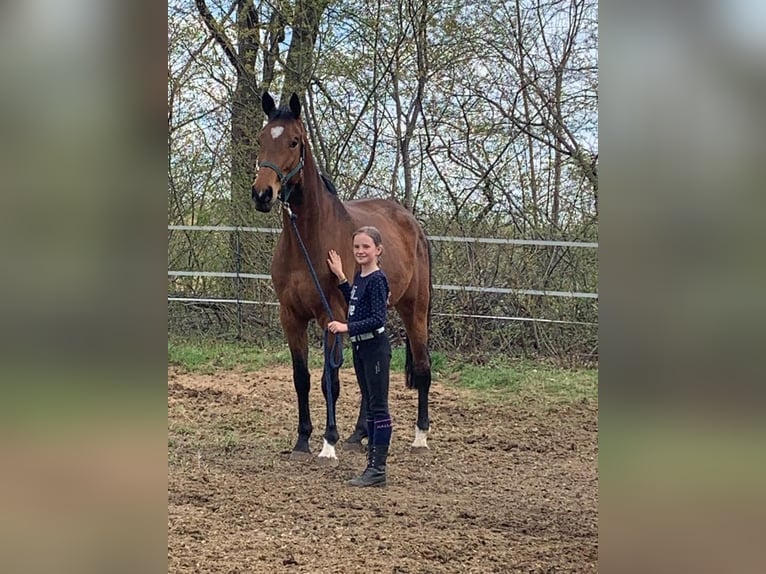 Hannoveraner Stute 6 Jahre 168 cm Brauner in Ludwigslust