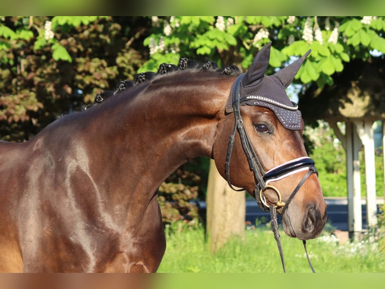 Hannoveraner Stute 6 Jahre 168 cm Brauner in Selsingen