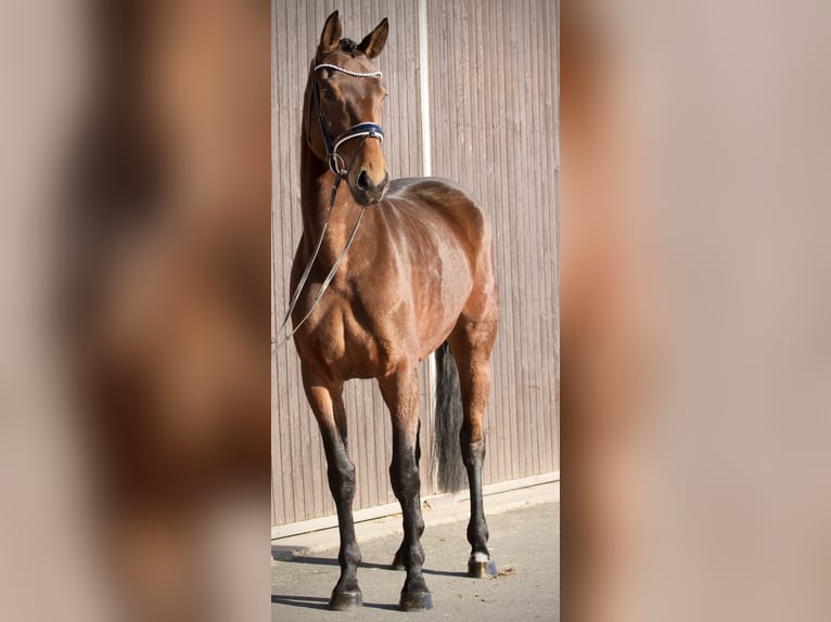 Hannoveraner Stute 6 Jahre 168 cm Brauner in M&#xF6;mbris