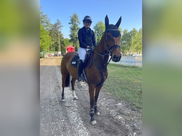 Hannoveraner Stute 6 Jahre 168 cm Brauner in Freisen