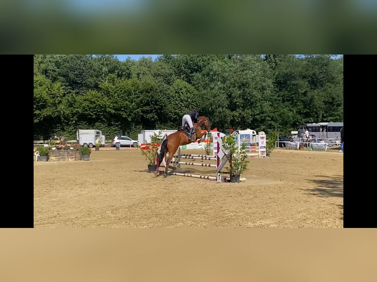 Hannoveraner Stute 6 Jahre 168 cm Brauner in Freisen