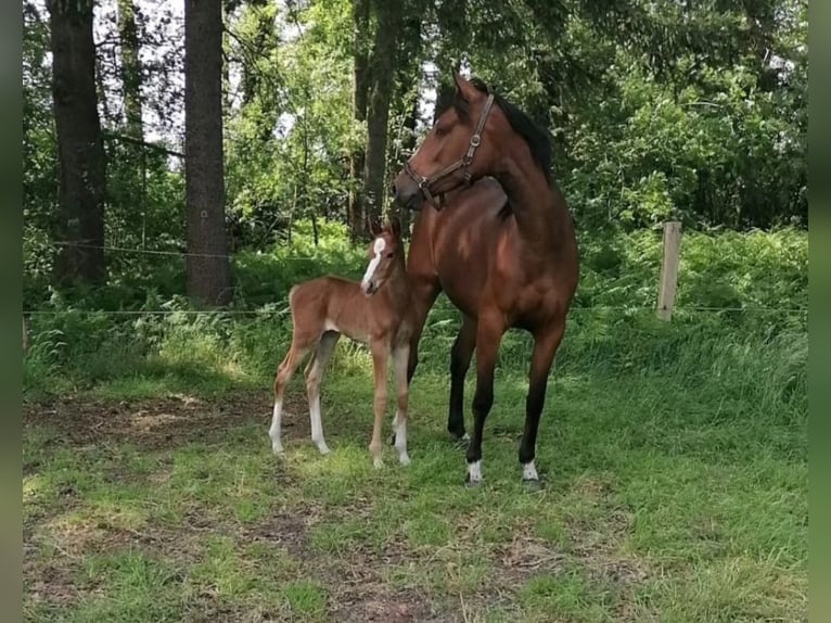 Hannoveraner Stute 6 Jahre 168 cm Brauner in Scheeßel