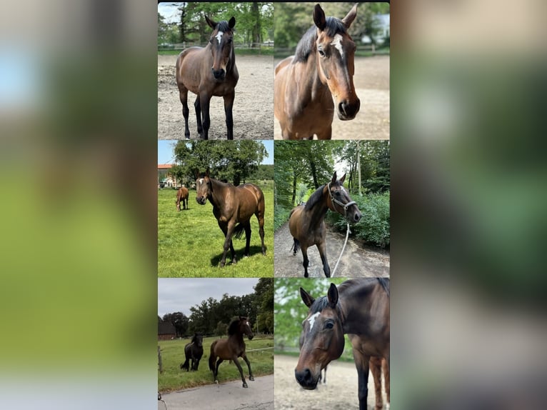 Hannoveraner Stute 6 Jahre 168 cm Dunkelbrauner in Zernien