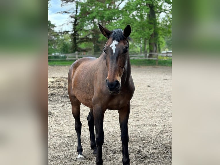 Hannoveraner Stute 6 Jahre 168 cm Dunkelbrauner in Zernien