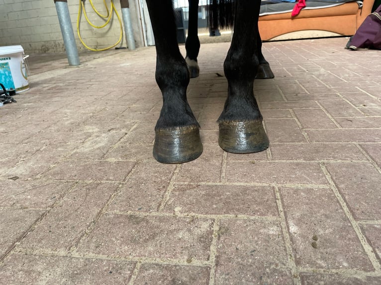 Hannoveraner Stute 6 Jahre 168 cm Dunkelbrauner in Zernien