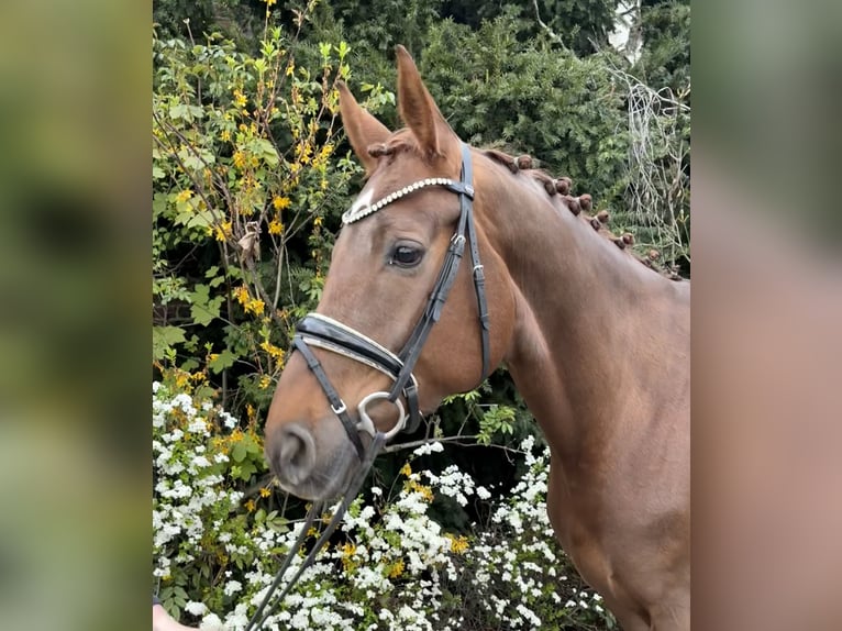 Hannoveraner Stute 6 Jahre 168 cm Dunkelfuchs in Niederkassel