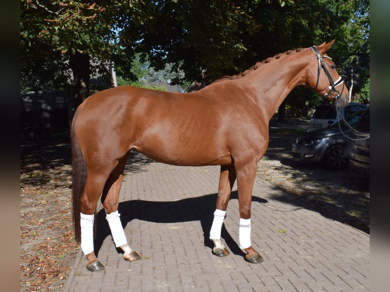 Hannoveraner Stute 6 Jahre 168 cm Fuchs in Fredenbeck