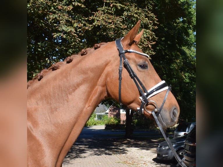 Hannoveraner Stute 6 Jahre 168 cm Fuchs in Fredenbeck