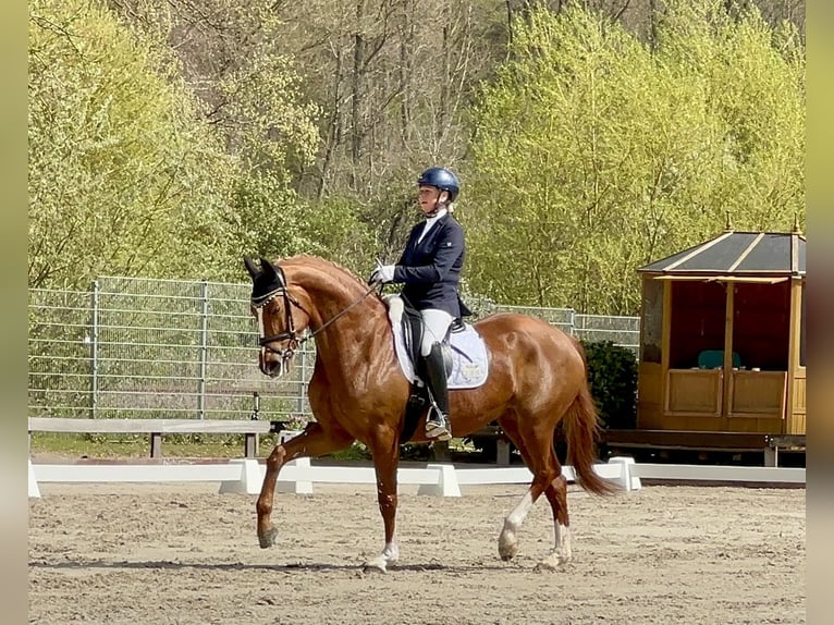 Hannoveraner Stute 6 Jahre 168 cm Fuchs in Hoisdorf
