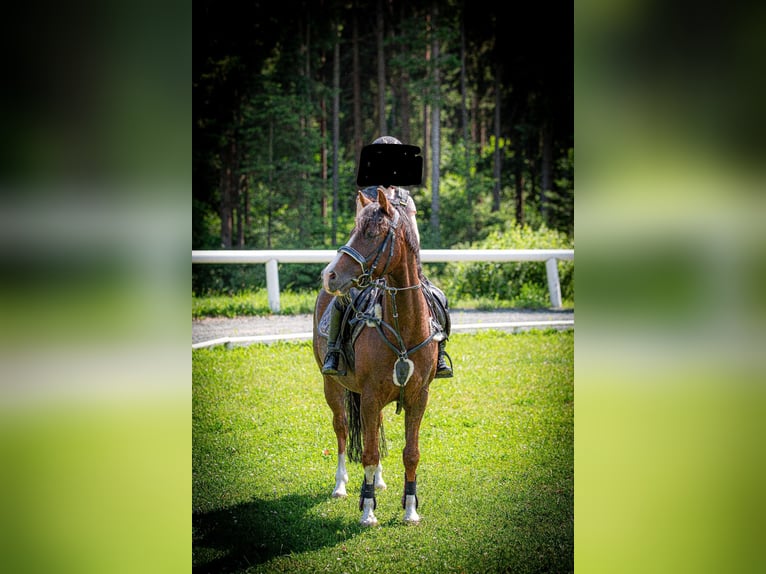 Hannoveraner Stute 6 Jahre 168 cm Fuchs in Poggersdorf