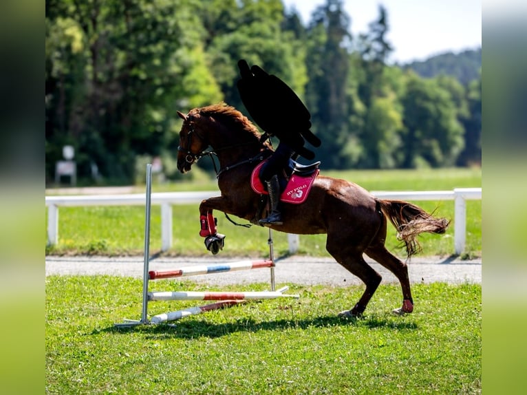 Hannoveraner Stute 6 Jahre 168 cm Fuchs in Poggersdorf