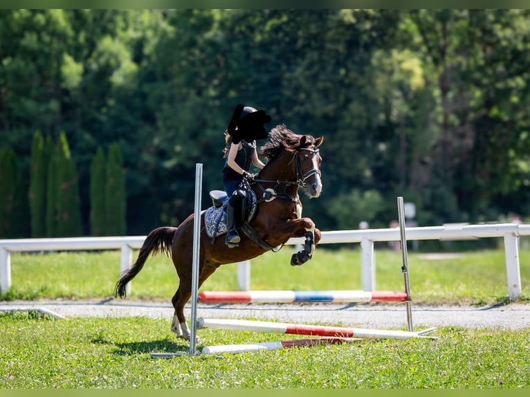 Hannoveraner Stute 6 Jahre 168 cm Fuchs in Poggersdorf