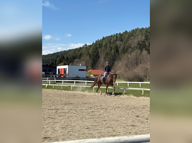 Hannoveraner Stute 6 Jahre 168 cm Fuchs in Poggersdorf