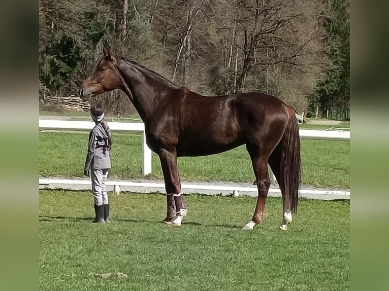 Hannoveraner Stute 6 Jahre 168 cm Fuchs in Poggersdorf