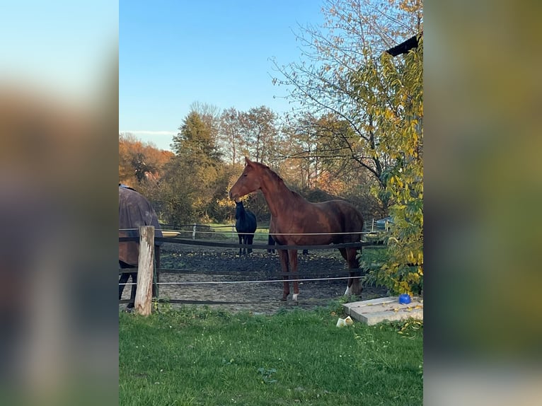 Hannoveraner Stute 6 Jahre 168 cm Fuchs in Hohenfelde