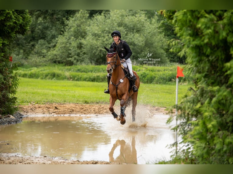 Hannoveraner Stute 6 Jahre 168 cm Fuchs in Gorleben Meetschow