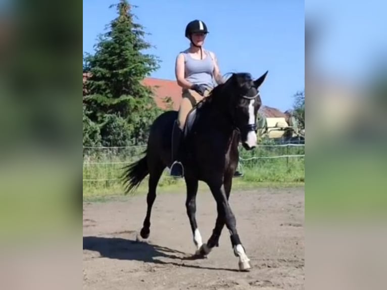 Hannoveraner Stute 6 Jahre 168 cm Rappe in Oebisfelde