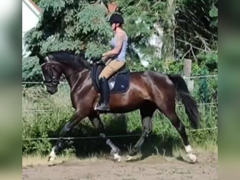 Hannoveraner Stute 6 Jahre 168 cm Rappe in Oebisfelde