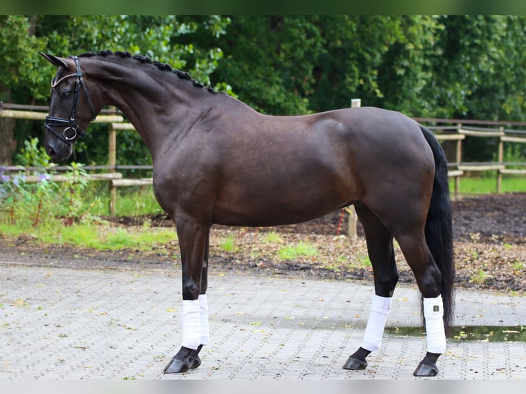 Hannoveraner Stute 6 Jahre 168 cm Rappe in Lienen