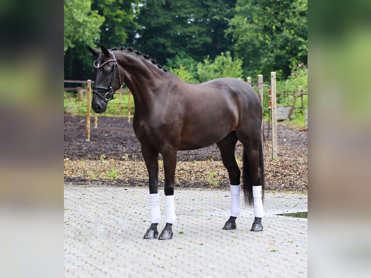 Hannoveraner Stute 6 Jahre 168 cm Rappe in Lienen