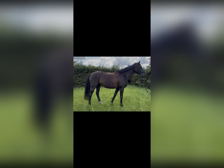 Hannoveraner Stute 6 Jahre 168 cm Rappe in Marxen