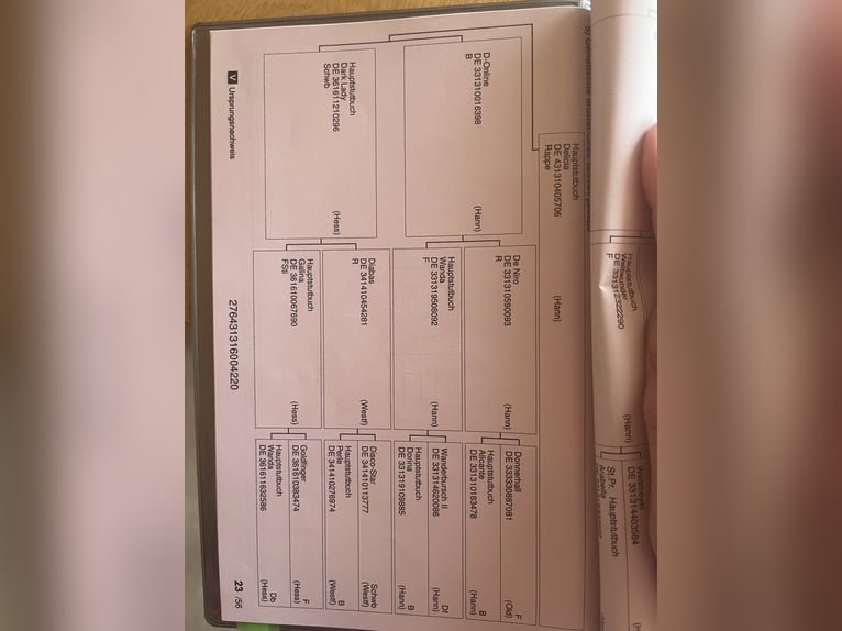 Hannoveraner Stute 6 Jahre 168 cm Rappe in Schellerten
