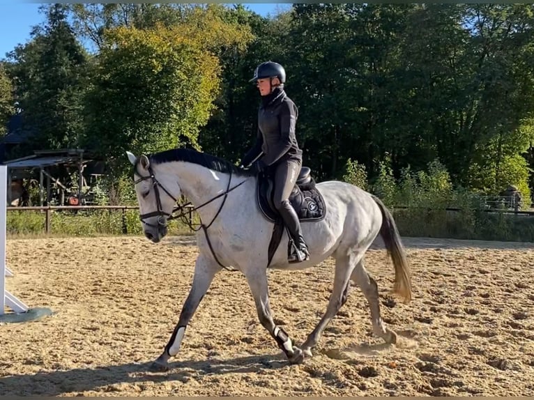 Hannoveraner Stute 6 Jahre 168 cm Schimmel in Schneverdingen