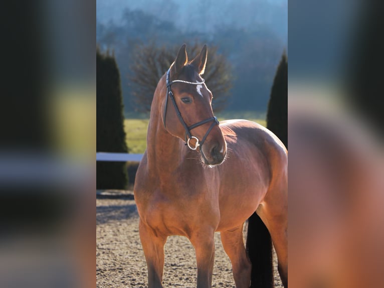 Hannoveraner Stute 6 Jahre 169 cm Brauner in Schwäbisch Hall